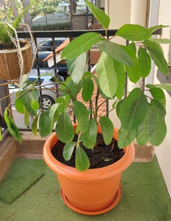 Patio plants. Planted scefflera plant in Large plastic planter. round