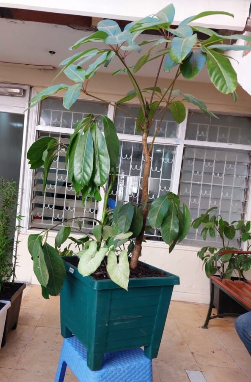 Patio plants. Planted scefflera plant in Large plastic planter.